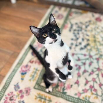 Rescue Domestic Short Hair Cats for Adoption in Port Richey, Florida - Pong | PetCurious