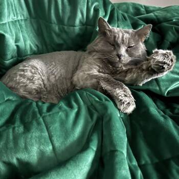 Big Kitty -  Domestic Medium Hair Cat for Adoption in Las Vegas, Nevada - Big Kitty | PetCurious