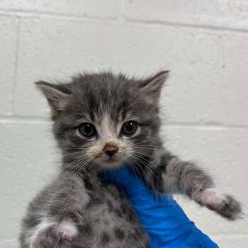 Domestic Short Hair Cats Available for Adoption in Lyndhurst, Virginia - SVAS-Stray-38624 | PetCurious