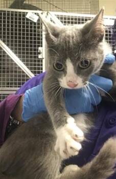 A432185 -  Domestic Short Hair Cat for Adoption in Conroe, Texas - A432185 | PetCurious