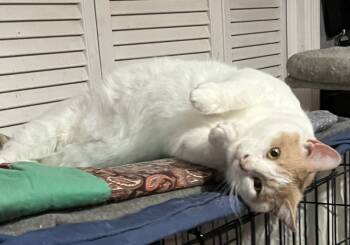 Rescue Domestic Short Hair Cats for Adoption in Jackson, Georgia - Evan | PetCurious