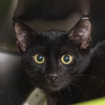 Kebob -  Domestic Short Hair Cat for Adoption in Middletown, Rhode Island - Kebob | PetCurious