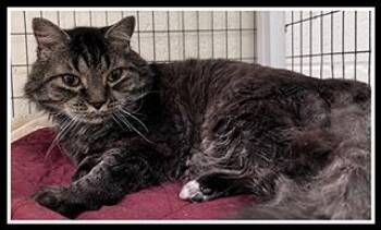 LIONEL -  Domestic Long Hair Cat for Adoption in Peoria, Illinois - LIONEL | PetCurious