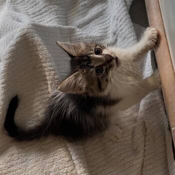 Tetra -  Domestic Medium Hair Cat for Adoption in Candler, North Carolina - Tetra | PetCurious