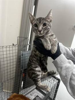 Domestic Short Hair Cats Available for Adoption in Pasadena, Texas - A184624 | PetCurious