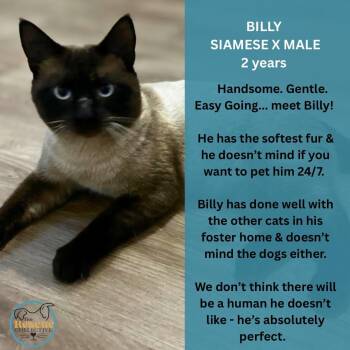 Billy -  Siamese Cat for Adoption in Clive, Alberta - Billy | PetCurious