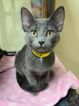 Domestic Short Hair Cats Available for Adoption in Arlington Heights, Illinois - Miss Moose  | PetCurious