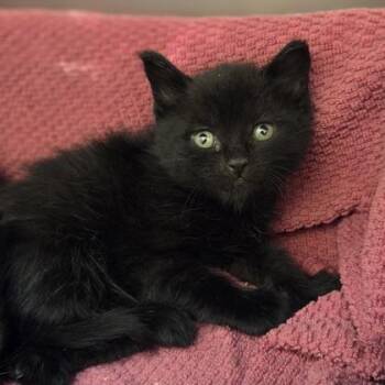 Sugi -  Domestic Short Hair Cat for Adoption in Westland, Michigan - Sugi | PetCurious