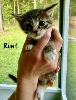 Runt -  Domestic Short Hair Cat for Adoption in St. Augustine, Florida - Runt | PetCurious