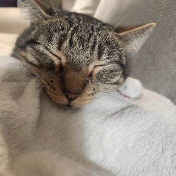 Tiara -  Domestic Short Hair Cat for Adoption in Rochester, Minnesota - Tiara | PetCurious
