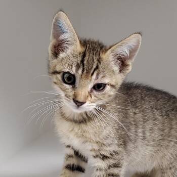 Pisces -  Domestic Short Hair Cat for Adoption in Phoenix, Arizona - Pisces | PetCurious