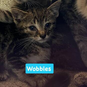 Wobbles -  Domestic Short Hair Cat for Adoption in Philadelphia, Pennsylvania - Wobbles | PetCurious