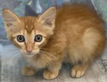 Copper -  Domestic Short Hair Cat for Adoption in Shreveport, Louisiana - Copper | PetCurious