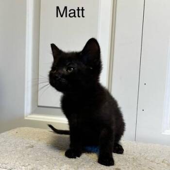 Matt Kelley -  Domestic Short Hair Cat for Adoption in Morrison, Colorado - Matt Kelley | PetCurious