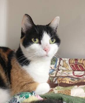 Domestic Short Hair Cats Available for Adoption in Tomah, Wisconsin - Lizzy | PetCurious
