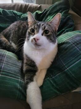 Rescue Domestic Short Hair and Tabby Cats for Adoption in Douglasville, Georgia - Cupcake | PetCurious