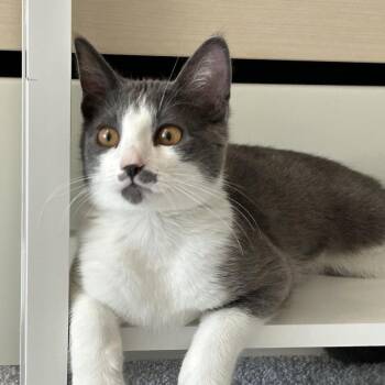 Canyon -  Domestic Short Hair Cat for Adoption in Santa Rosa, California - Canyon | PetCurious
