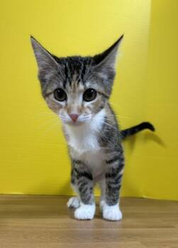 Washu -  Domestic Short Hair Cat for Adoption in Hawk Point, Missouri - Washu | PetCurious