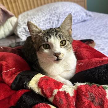 Blueberry -  Domestic Short Hair Cat for Adoption in Los Angeles, California - Blueberry | PetCurious