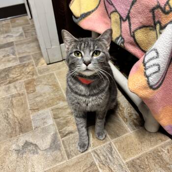 Domestic Short Hair Cats Available for Adoption in Mineral Point, Wisconsin - Princess | PetCurious