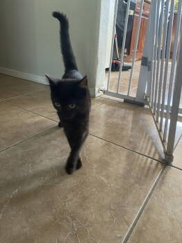 Rescue Domestic Long Hair Cats for Adoption in Chandler, Arizona - ECHO (Cat) | PetCurious