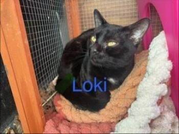 Domestic Short Hair Cats Available for Adoption in Breinigsville, Pennsylvania - Loki | PetCurious