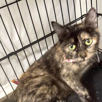 Hershey -  Domestic Short Hair Cat for Adoption in Normal, Illinois - Hershey | PetCurious