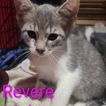 Rescue Domestic Short Hair Cats for Adoption in Washington, Pennsylvania - Revere | PetCurious