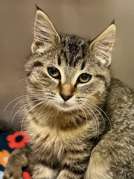 Rescue Domestic Short Hair and Domestic Medium Hair Cats for Adoption in Yakima, Washington - Porsche | PetCurious
