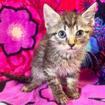 Reuben -  Domestic Short Hair Cat for Adoption in Mt. Juliet, Tennessee - Reuben | PetCurious