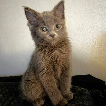 Domestic Medium Hair Cats Available for Adoption in Michigan City, Indiana - Talla | PetCurious