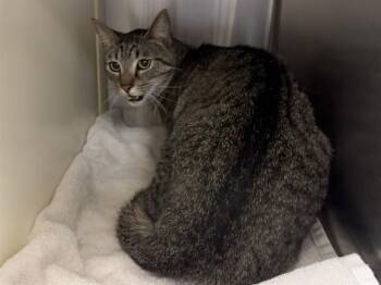 SIMBA -  Domestic Short Hair Cat for Adoption in Colorado Springs, Colorado - SIMBA | PetCurious