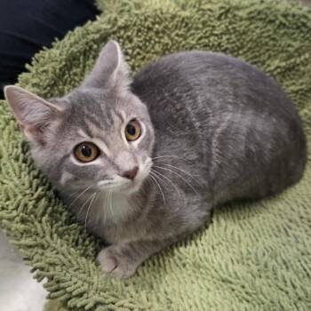 Alice -  Domestic Short Hair Cat for Adoption in Nashville, Tennessee - Alice | PetCurious
