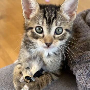 Domestic Short Hair Cats Available for Adoption in Dublin, California - Baby Bottle Pop | PetCurious