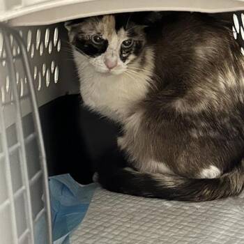 Twix -  Domestic Short Hair Cat for Adoption in Salt Lake City, Utah - Twix | PetCurious