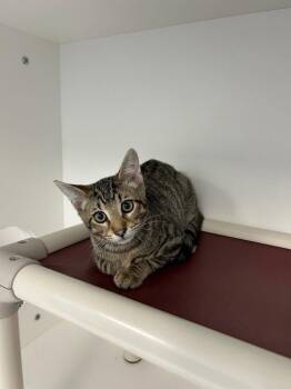 26-348 Sammy -  Domestic Short Hair Cat for Adoption in Tarboro, North Carolina - 26-348 Sammy | PetCurious