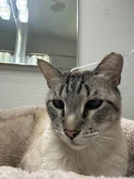 Vincent Vanmeow -  Siamese and Domestic Short Hair Cat for Adoption in Chandler, Arizona - Vincent Vanmeow | PetCurious