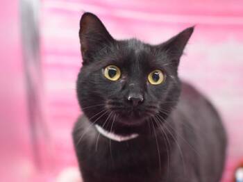 Domestic Short Hair Cats Available for Adoption - Tessa | PetCurious