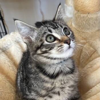 Rescue Domestic Short Hair Cats for Adoption in Pleasanton, California - Gremlin | PetCurious