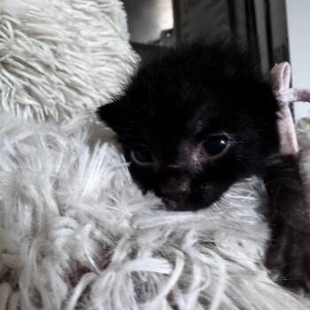 Domestic Short Hair Cats Available for Adoption in Westminster, California - Nucadamia | PetCurious