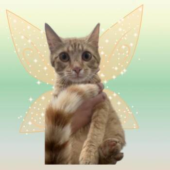 Iridessa -  Domestic Short Hair Cat for Adoption in Fort Collins, Colorado - Iridessa | PetCurious