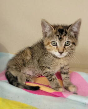 Rescue Domestic Short Hair Cats for Adoption - Feta | PetCurious