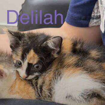 Domestic Short Hair Cats Available for Adoption in Duck River, Tennessee - Delilah | PetCurious