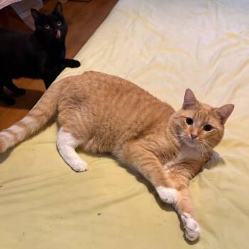 Creamsicle -  Domestic Short Hair Cat for Adoption in New York, New York - Creamsicle | PetCurious