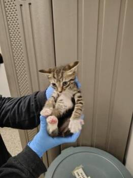 Domestic Short Hair Cats Available for Adoption in Gastonia, North Carolina - Orville (Blue Band) | PetCurious