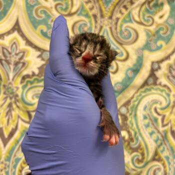 Open Sky -  Domestic Short Hair Cat for Adoption in Charlottesville, Virginia - Open Sky | PetCurious