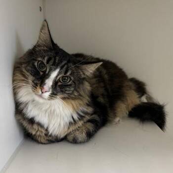 ButterBean -  Domestic Medium Hair Cat for Adoption in Hawthorne, California - ButterBean | PetCurious