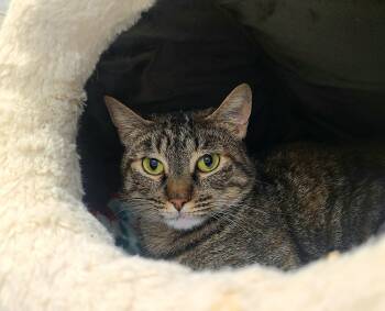 Domestic Short Hair Cats Available for Adoption in Kirkland, Washington - Donna | PetCurious