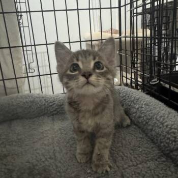 Angel Food -  Domestic Short Hair Cat for Adoption in Los Angeles, California - Angel Food | PetCurious