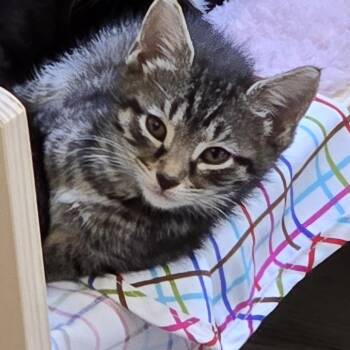 Percussionist -  Domestic Short Hair Cat for Adoption in Baltimore, Maryland - Percussionist | PetCurious